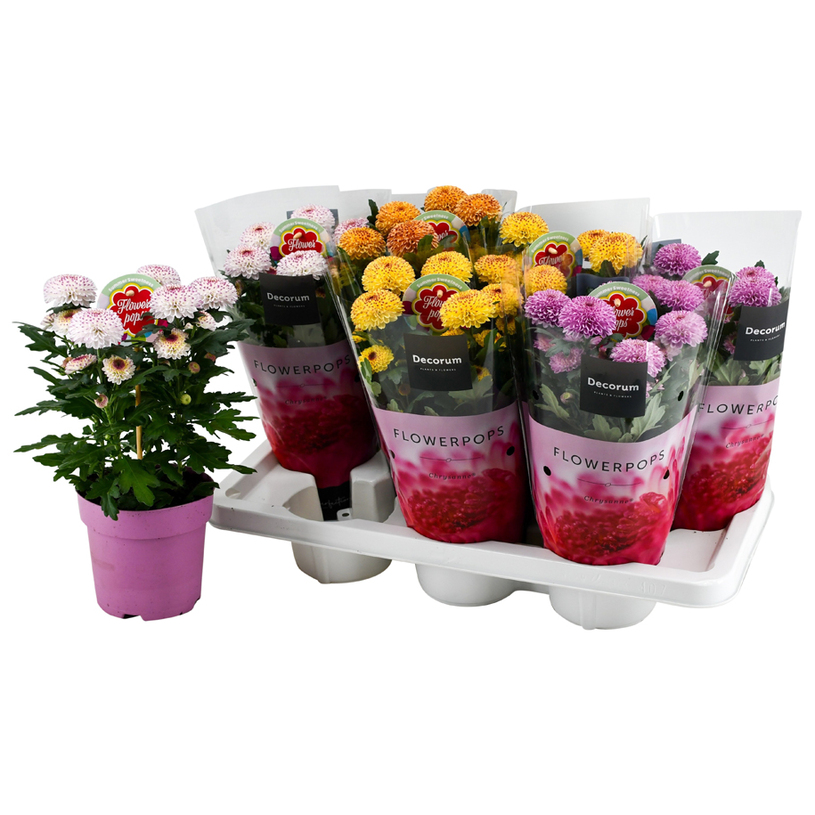 ХРИЗАНТЕМА ABBEY POPS MIX Ф14CM H:35CM ХРИЗАНТЕМА ABBEY POPS MIX Ф14CM H:35CM