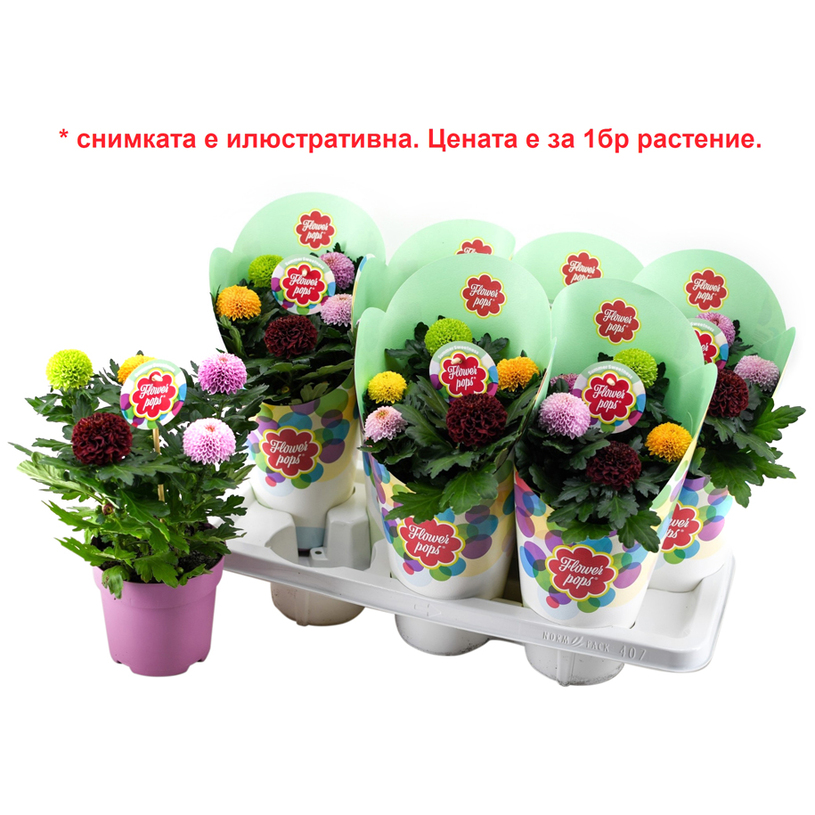 ХРИЗАНТЕМА POPS MIX Ф14CM H:35CM ХРИЗАНТЕМА POPS MIX Ф14CM H:35CM