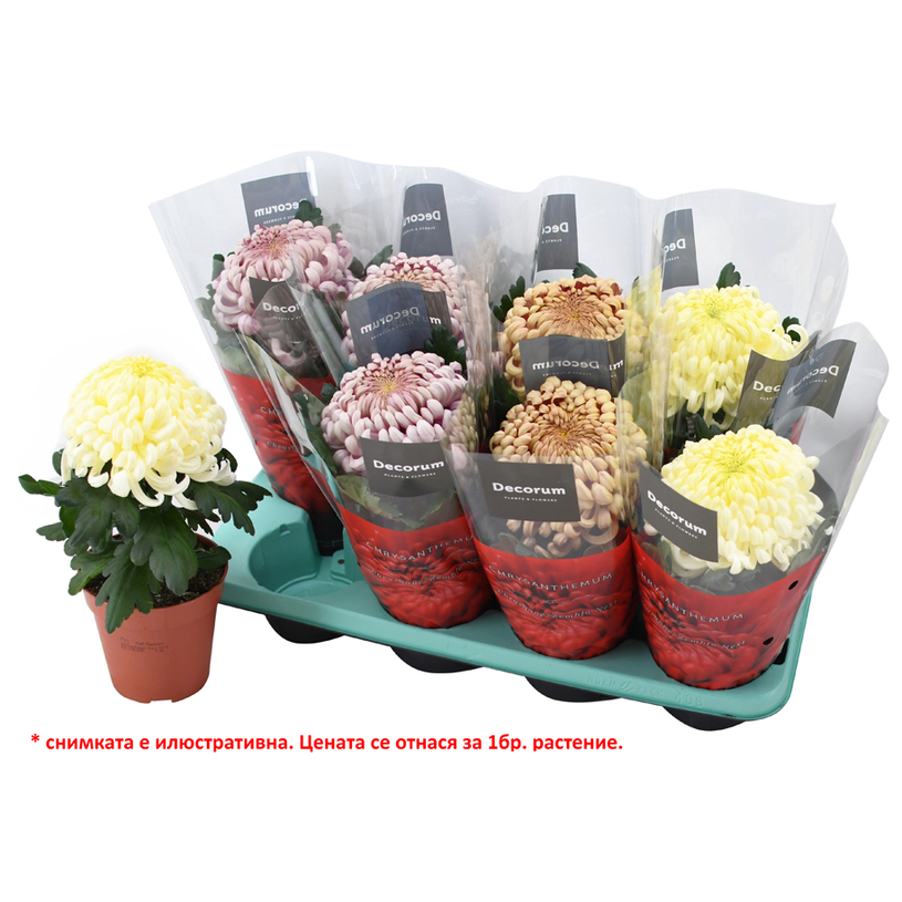 ХРИЗАНТЕМА COCO Ф13CM H:35CM MIX ХРИЗАНТЕМА COCO Ф13CM H:35CM MIX