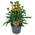 ЕХИНАЦЕЯ МИКС Ф19CM H:40CM ЕХИНАЦЕЯ МИКС Ф19CM H:40CM