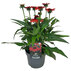 ЕХИНАЦЕЯ МИКС Ф19CM H:40CM ЕХИНАЦЕЯ МИКС Ф19CM H:40CM