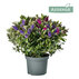 ХЕБЕ ADDENDA DONNA TRIO GREEN Ф19CMH40CM ХЕБЕ ADDENDA DONNA TRIO GREEN Ф19CMH40CM