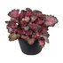 ХОЙХЕРА INDIAN SUMMER MIX Ф15CM H:25CM ХОЙХЕРА INDIAN SUMMER MIX Ф15CM H:25CM