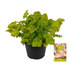 ХОЙХЕРА INDIAN SUMMER MIX Ф15CM H:25CM ХОЙХЕРА INDIAN SUMMER MIX Ф15CM H:25CM