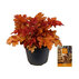 ХОЙХЕРА INDIAN SUMMER MIX Ф15CM H:25CM ХОЙХЕРА INDIAN SUMMER MIX Ф15CM H:25CM