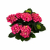 ХОРТЕНЗИЯ REMBRAND ROSSO Ф15CM H:40CM ХОРТЕНЗИЯ REMBRAND ROSSO Ф15CM H:40CM