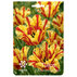 ЛУКОВИЦИ ЛАЛЕ 11/12 2БР FLAMING PARROT ЛУКОВИЦИ ЛАЛЕ 11/12 2БР FLAMING PARROT