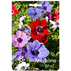 ЛУКОВИЦИ АНЕМОНА 5/6 5БР. CORONARIA DE ЛУКОВИЦИ АНЕМОНА 5/6 5БР. CORONARIA DE