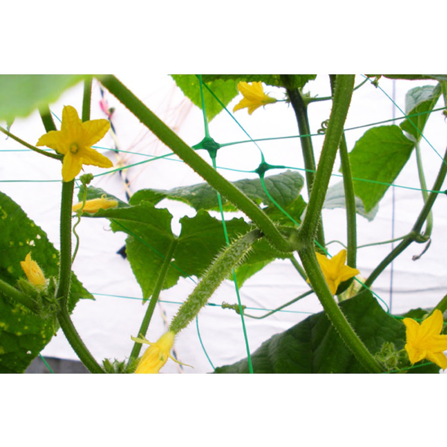 BRADAS PLANT NET AS-CN08151720010 Climbing Plant Support Net 2x10 m