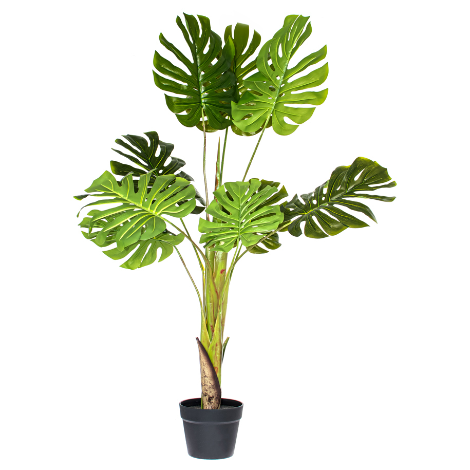Supplied in a pot, ready to place